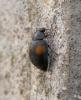 Scymnus sp.